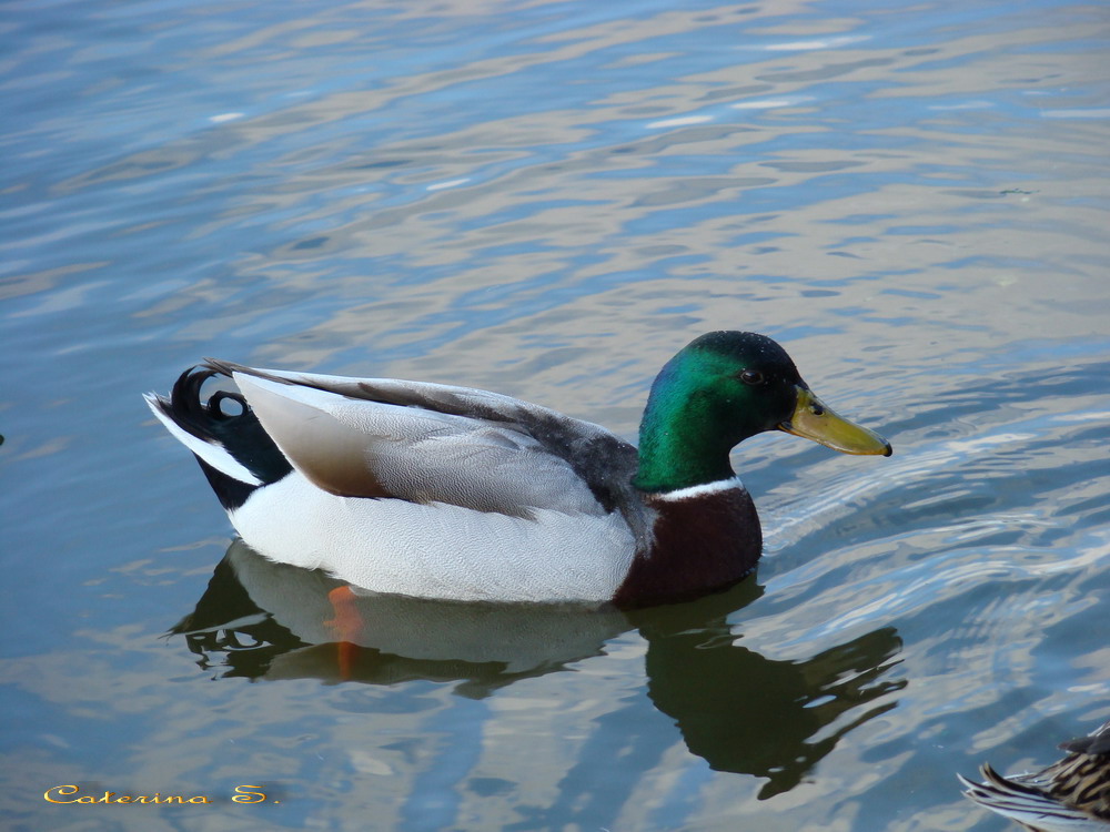 Uccelli acquatici